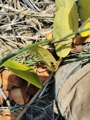 Oncopeltus guttaloides