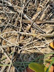 Oncopeltus guttaloides