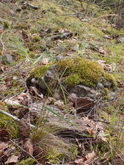 Festuca occidentalis