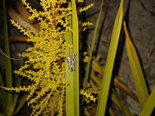 Melanoplus childsi