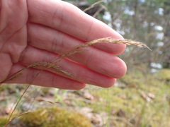 Festuca occidentalis