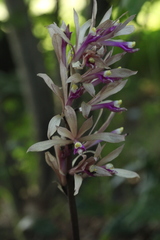 Cremastra appendiculata variabilis