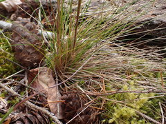 Festuca occidentalis