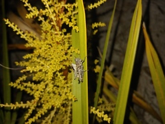 Melanoplus tequestae