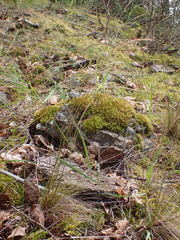Festuca occidentalis