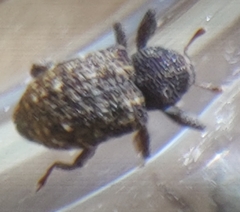 Apteromechus ferratus