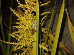 Melanoplus tequestae