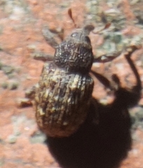 Apteromechus ferratus