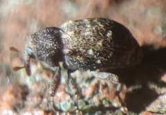 Apteromechus ferratus