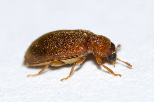 Raspberry Fruitworm Beetle photo 5