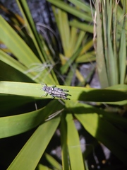 Melanoplus tequestae