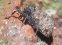 Apteromechus ferratus