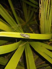 Melanoplus tequestae