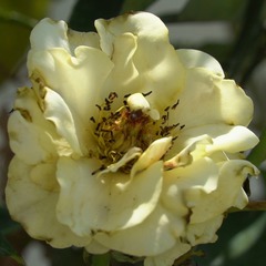 Rosa