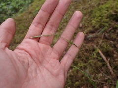 Melica subulata