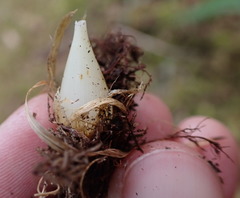 Melica subulata