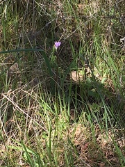 Dipterostemon capitatus