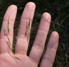 Festuca subuliflora