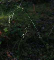 Festuca subuliflora