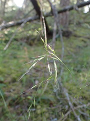 Festuca subuliflora