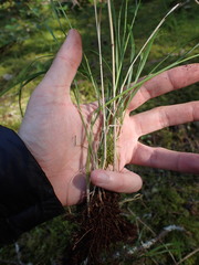 Festuca subuliflora