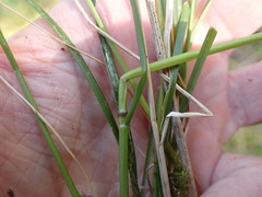 Festuca subuliflora