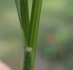 Festuca subuliflora