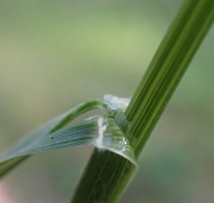 Festuca subuliflora