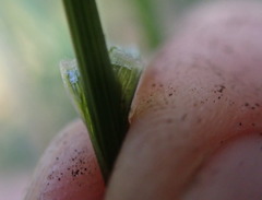Festuca subuliflora