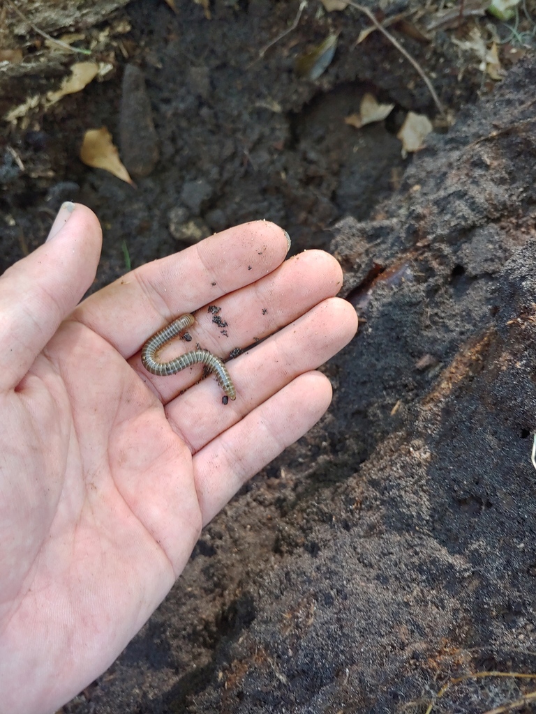 Woodruff's Giant Millipede
