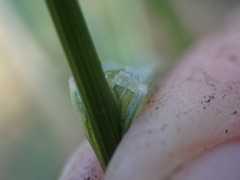 Festuca subuliflora