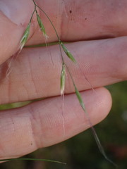 Festuca subuliflora