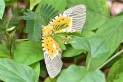 Peridrome orbicularis