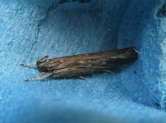 Helcystogramma phryganitis