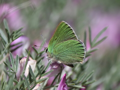 Callophrys paulae