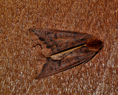 Cycloprorodes melanoxysta