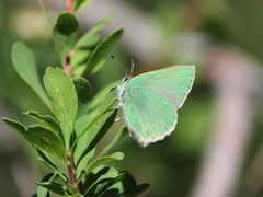 Callophrys chalybeitincta