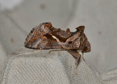 Chrysodeixis subsidens