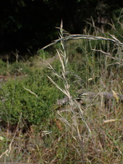 Festuca roemeri