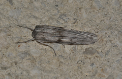 Capusa senilis