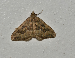 Epyaxa agelasta
