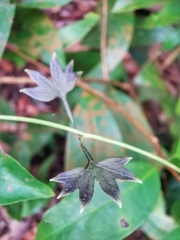 Lygodium longifolium