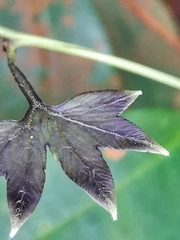 Lygodium longifolium