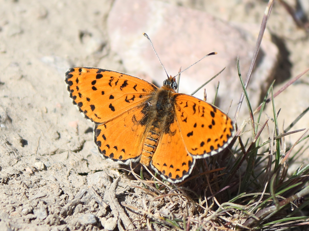 Persian Fritillary