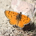 Persian Fritillary - Photo (c) Ani Sarkisyan, some rights reserved (CC BY), uploaded by Ani Sarkisyan