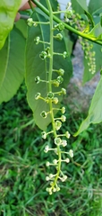 Phytolacca americana