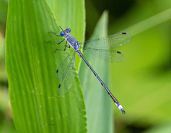Lestes forcipatus