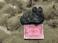 Aplidium stellatum