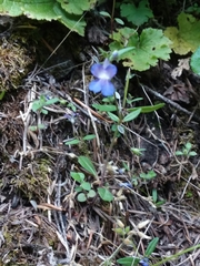 Collinsia grandiflora
