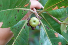 Xanthostemon multiflorus